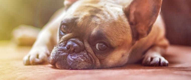 maladies du chien
